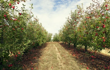 Mechanizm Nadzwyczajna pomoc dostawcza dla producentów jabłek zakończony