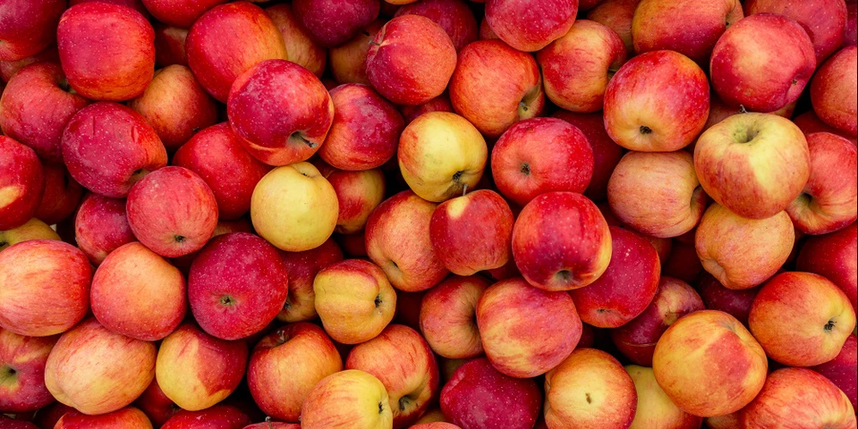Ostatni dzień dostaw jabłek do zakładów przetwórczych