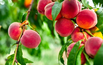 Ligol Red i Bella - atrakcyjne owoce do krajowych sadów