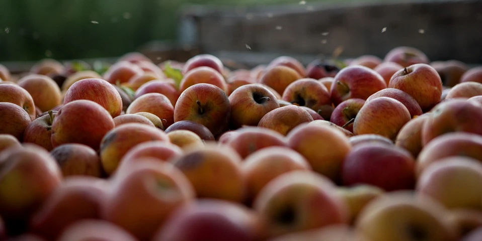 WAPA opublikowała majowe dane na temat europejskich zapasów gruszek oraz jabłek