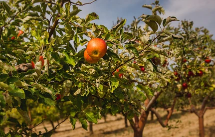 Kolekcja odmian jabłoni i gruszy – gospodarstwo Huberta w Rembertowie