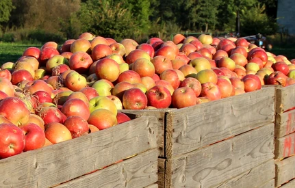 UOKiK nie dopatrzył się zmowy cenowej na rynku jabłek