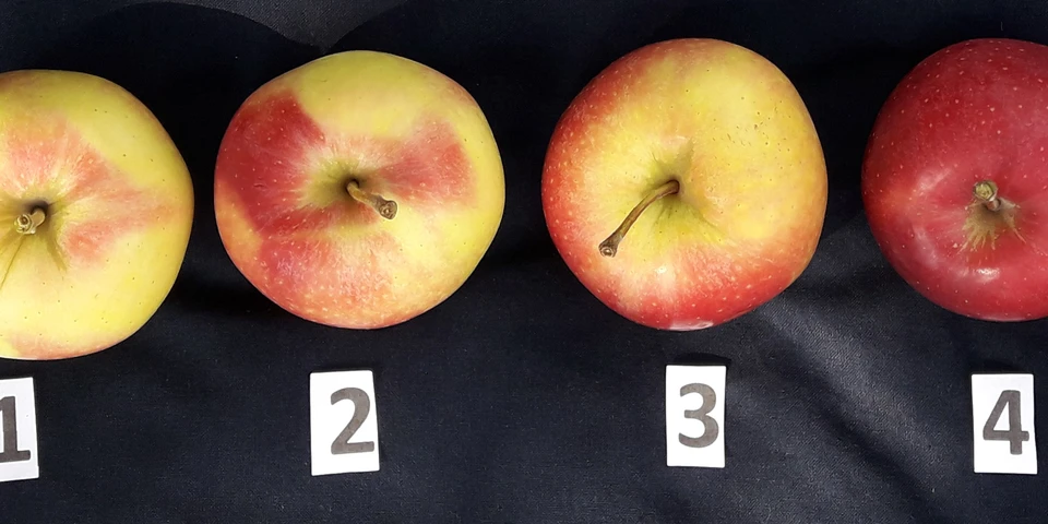 Dlaczego jabłka nie mają rumieńca?