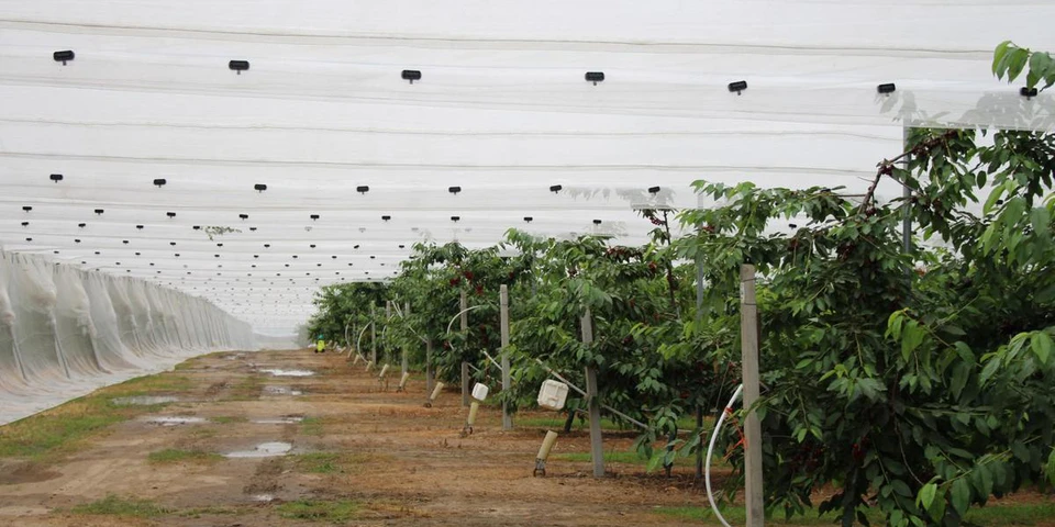 Dlaczego warto inwestować w folię przeciwdeszczową w sadzie czereśniowym?