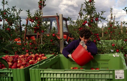 GUS oszacował zbiory w tym roku. Ile zbierzemy jabłek i innych owoców?