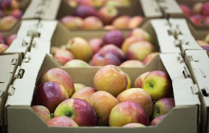 Prawie połowa limitu na pomoc dla producentów jabłek została wykorzystana!