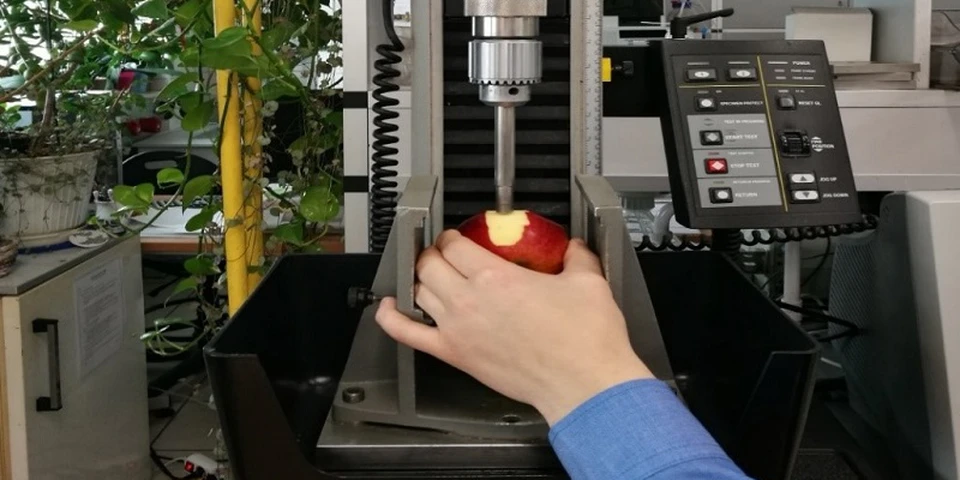 Kiedy zbierać jabłka, by długo i dobrze się przechowywały?