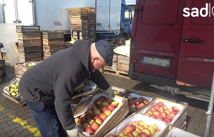 Bronisze: handel jabłkami pod presją truskawki, a w chłodniach jeszcze tony do sprzedania