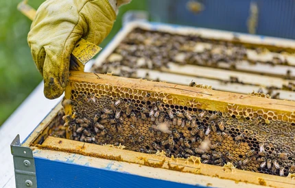 Rozpoczął się nabór wniosków o dofinansowanie przezimowanych rodzin pszczelich