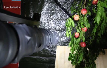 Robot do zbioru jabłek podbija Australię. Zobacz, jak pracuje!