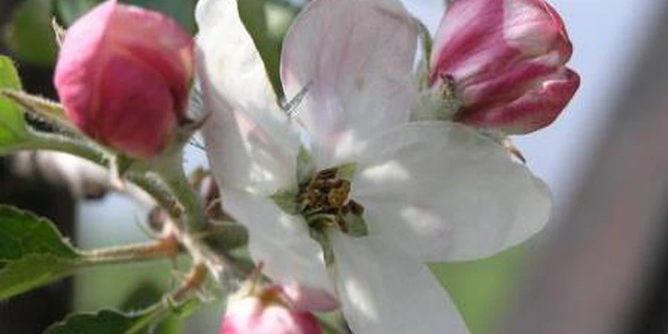 Pierwiastki ważne na starcie – stymulacja kwitnienia jabłoni