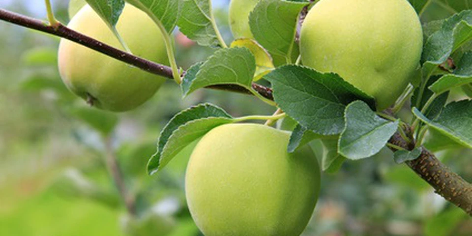 Ocena aktualnej sytuacji w sadach jabłoniowych – niedobory magnezu