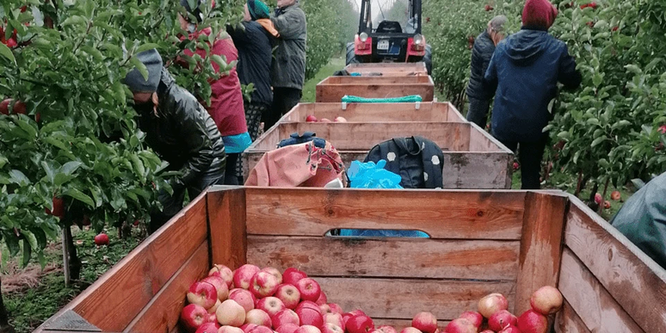 Ile zbierzemy jabłek w tym roku? WAPA podała zaskakujące dane