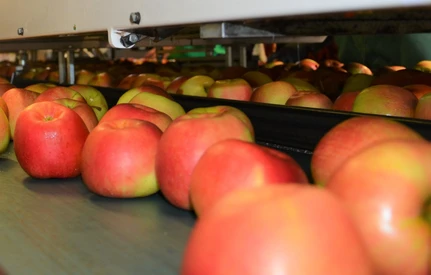 Uwaga na oszusta podającego się za Czecha. Rolnik spod Lublina stracił 50 ton jabłek