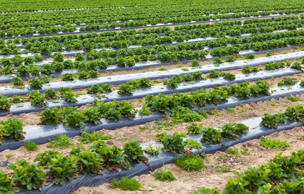 Jak latem założyć plantacje truskawek z myślą o uprawie na przyspieszony zbiór?