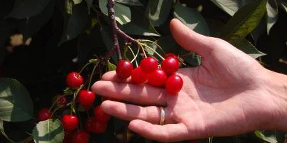 Koniec tradycyjnych sadów wiśniowych?