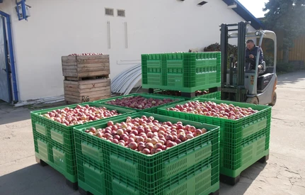 Sadownik stracił 50 t jabłek, oszust podaje się za Czecha