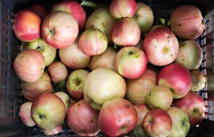 Polski eksport jabłek – stracona możliwość sprzedaży na wschód