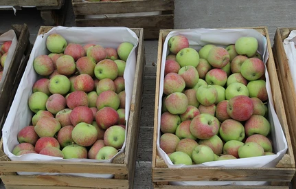 Bronisze: tegoroczne jabłka notują spadki, zdrożały morele. Jakie są dziś ceny owoców?