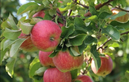 Wrześniowe dylematy związane ze zbiorem jabłek