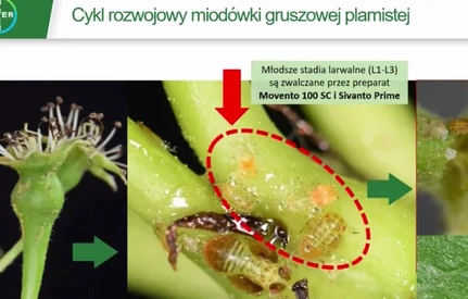 Ochroniarskie ABC podczas kwitnienia sadów – Tomasz Gasparski, Bayer