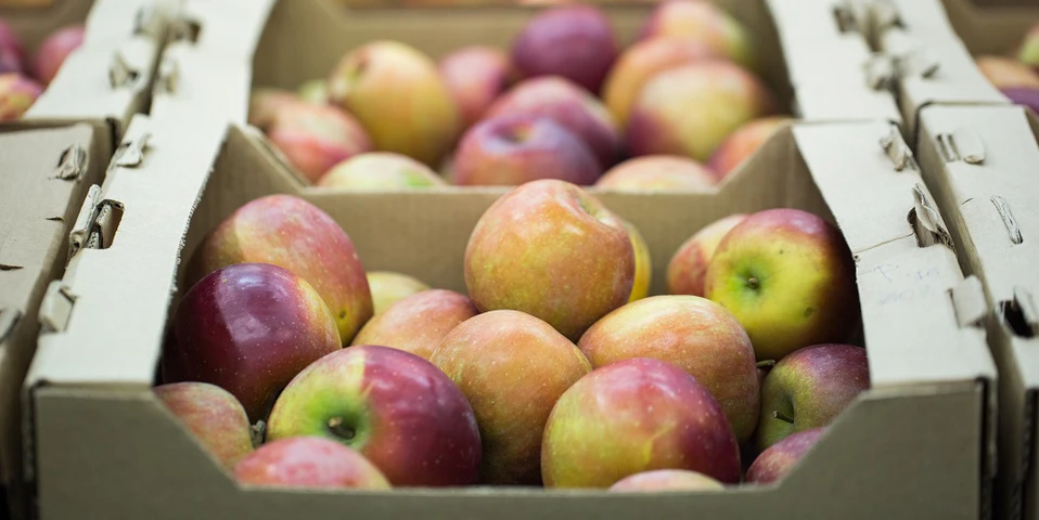 Prawie połowa limitu na pomoc dla producentów jabłek została wykorzystana!