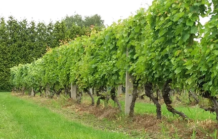 Winogora deserowe, jak odnieść sukces uprawiając je w Polsce?