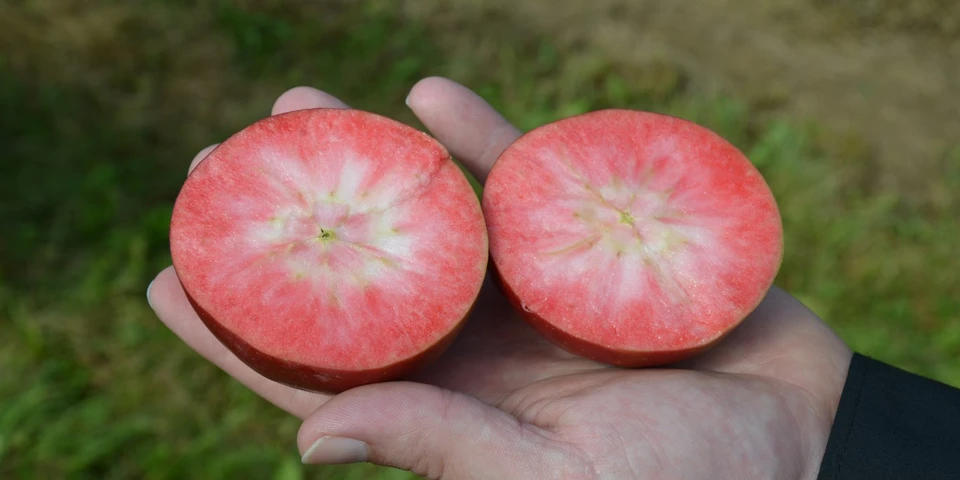 Doświadczenia SGGW - jabłka o czerwonym miąższu lub partenokarpiczne owoce