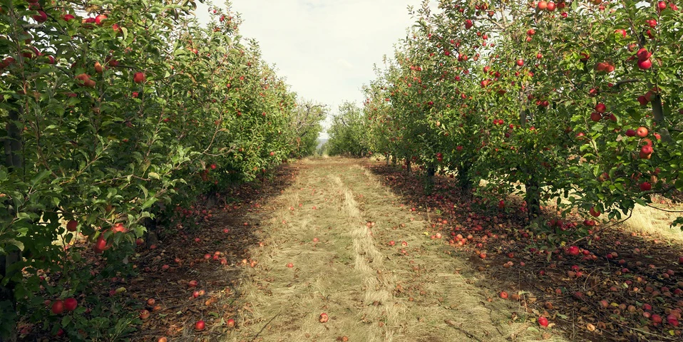 Do Uzbekistanu trafiły „niedrogie” jabłka z Polski…