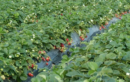 Ukraina rozpoczęła zbiory truskawek z gruntu