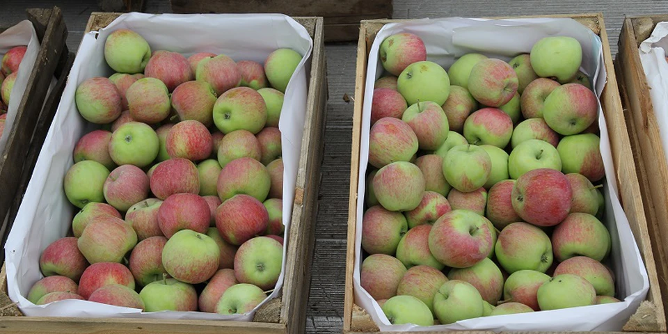 Bronisze: tegoroczne jabłka notują spadki, zdrożały morele. Jakie są dziś ceny owoców?
