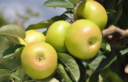 PORADNIK: Jakie stare odmiany jabłoni wybrać do sadu ekologicznego?