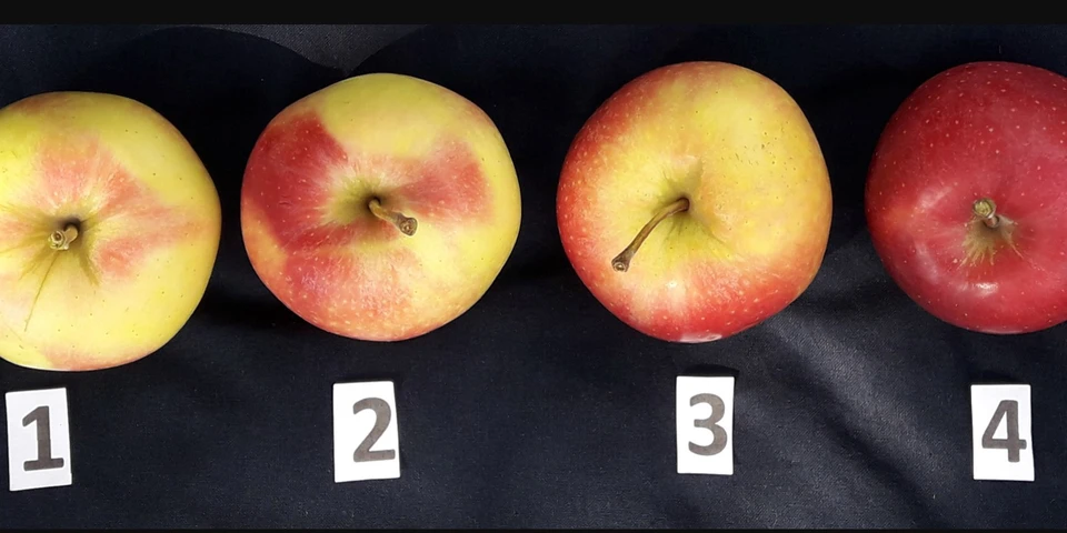 Dlaczego jabłka nie mają rumieńca, co wpływa na wybarwienie owoców?