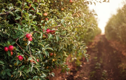 Zapraszamy do udziału w webinarium - Jak ograniczyć koszty produkcji przy zachowaniu jakości owoców?
