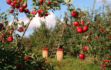 Jaką ochronę zastosować na jabłkach przedzbiorczo?