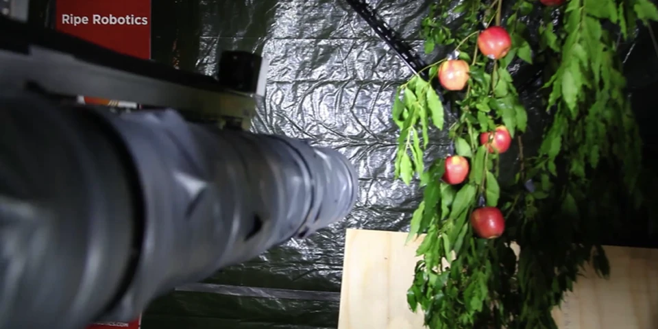 Robot do zbioru jabłek podbija Australię. Zobacz, jak pracuje!
