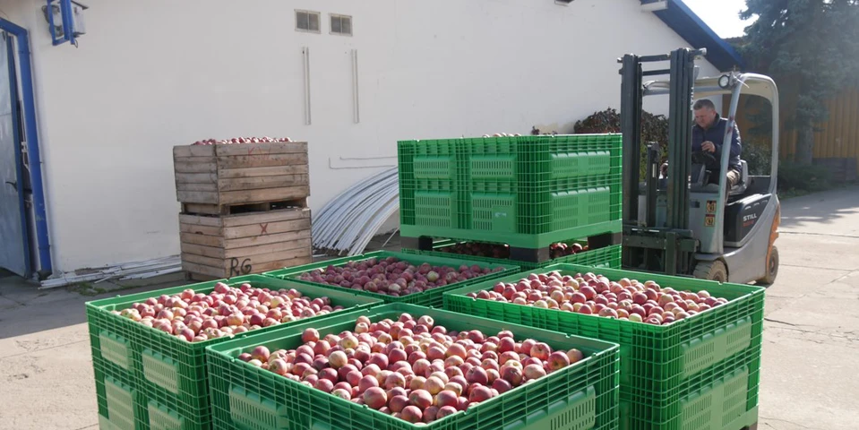 Sadownik stracił 50 t jabłek, oszust podaje się za Czecha