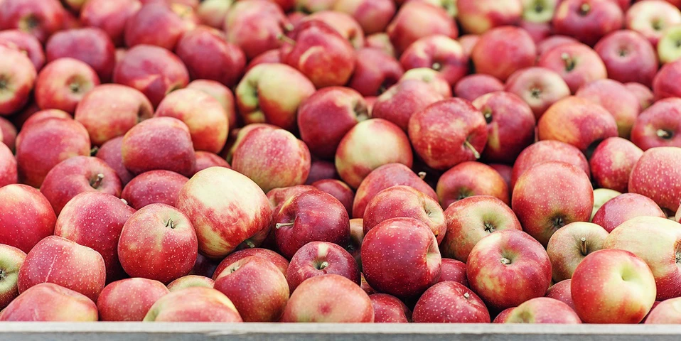 Ceny moreli, gruszek i jabłek. Na którym rynku hurtowym jest najtaniej?