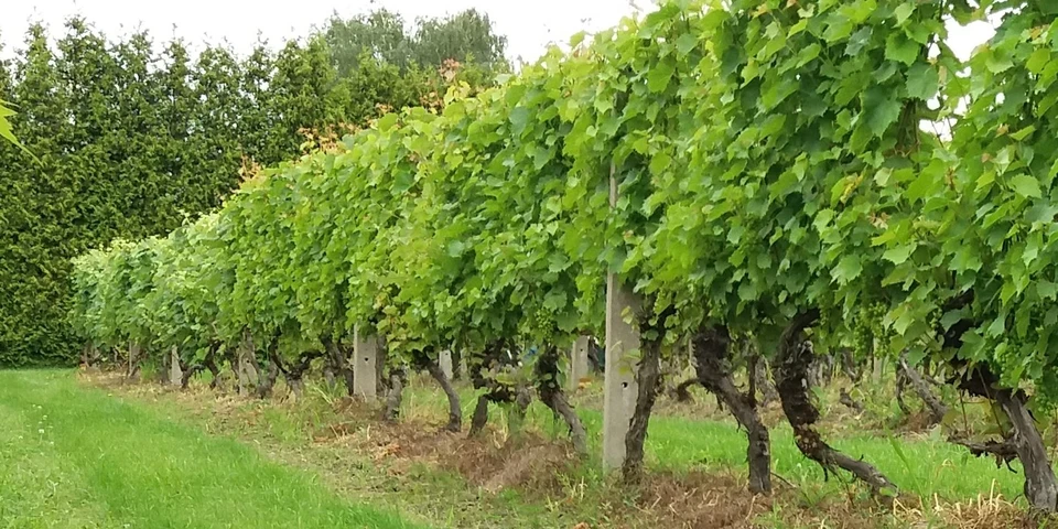Winogora deserowe, jak odnieść sukces uprawiając je w Polsce?