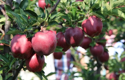 Kończy się sezon zbioru jabłek. Jak zadbać o sad jesienią?