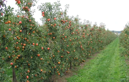 Jakie odmiany jabłoni warto wybrać do sadu ekologicznego?