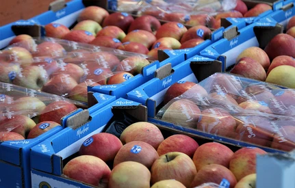 Gruzja: eksport jabłek spadł o 44%, a większość eksportowali do Rosji