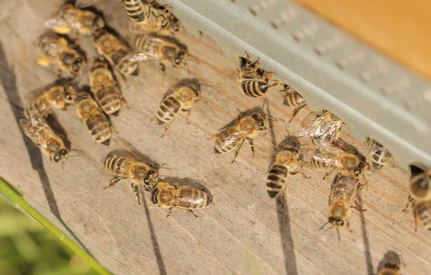 Rolnik i pszczelarz – relacja napięta, ale przynosząca korzyści