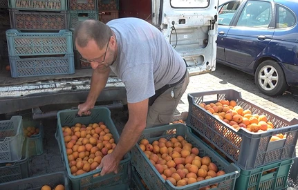 Bronisze: są już pierwsze jabłka. Morelom i brzoskwiniom cenę psuje Serbia