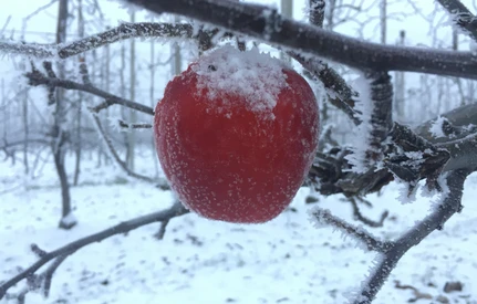 Jak zimowe wahania temperatur wpływają na drzewa owocowe?