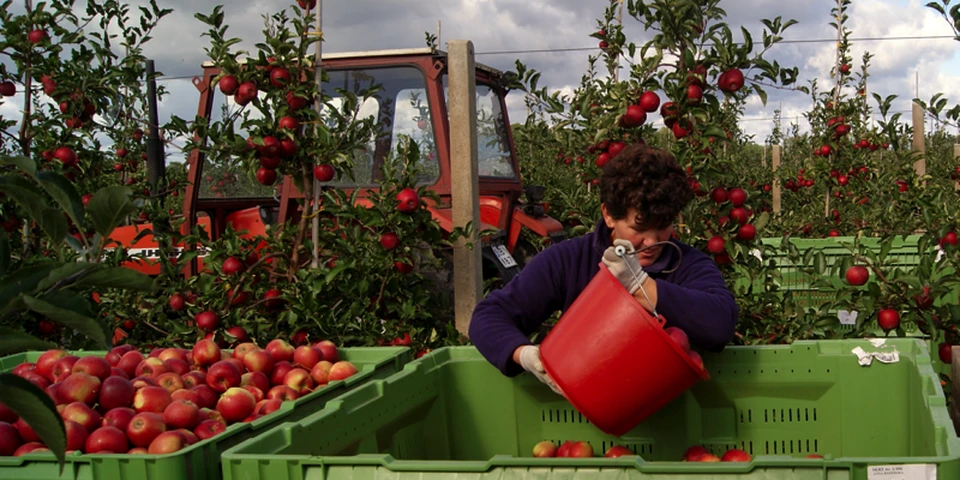 GUS oszacował zbiory w tym roku. Ile zbierzemy jabłek i innych owoców?