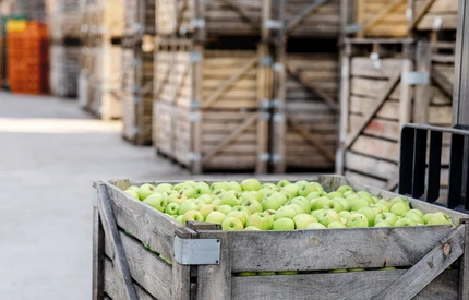 Ukraina jednym z liderów na etiopskim rynku jabłek, wyprzedziła Polskę