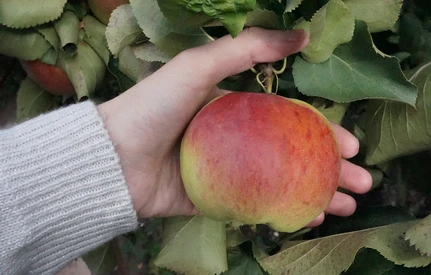 Rynek najpopularniejszego owocu listopada w Polsce. Jabłko, jakie ma ceny?
