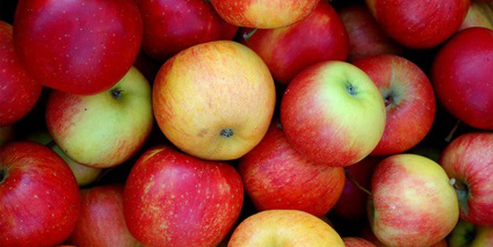 Pozakorzeniowe dokarmianie jabłek wapniem