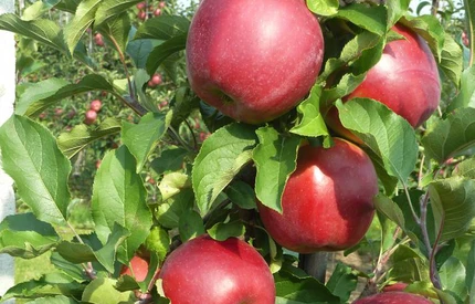 Rusza kampania promująca polskie jabłka. Mają podbić Tajlandię i Malezję